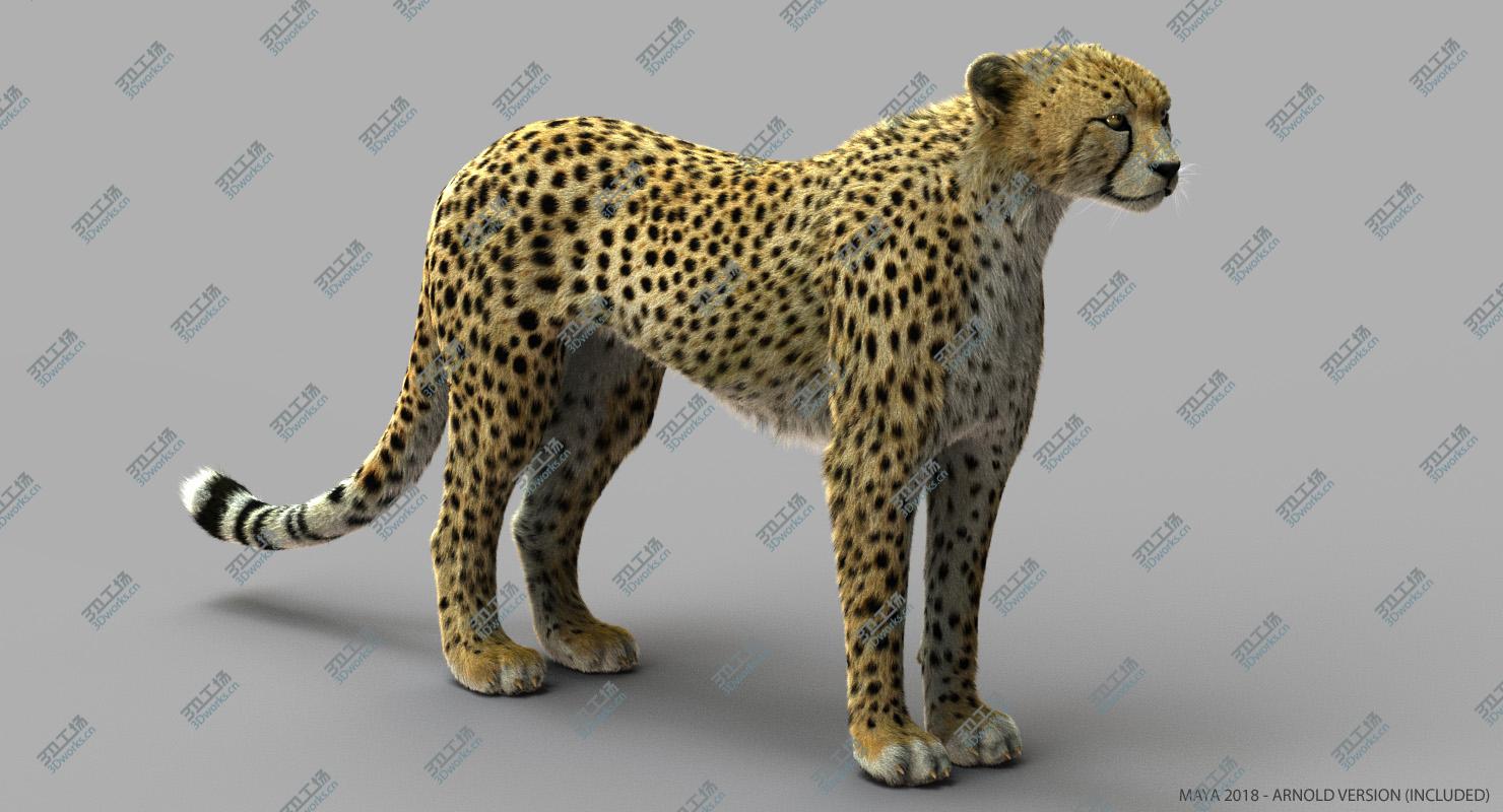 images/goods_img/2021040164/Cheetah 2 (RIGGED) (FUR)/2.jpg